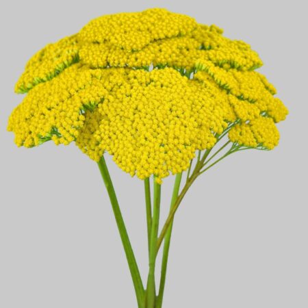 Yarrow (Achillea)