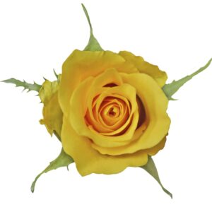 Yellow Rose Variety