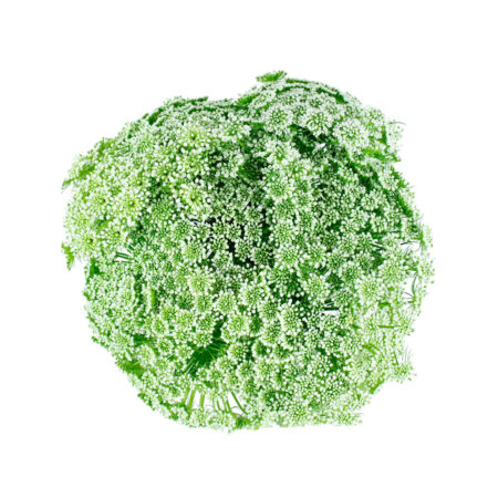Ammi Majus Lace Green