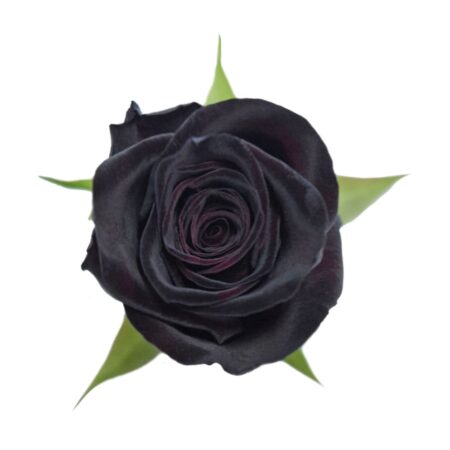 Black Baccara Rose