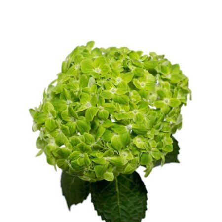 Green Hydrangeas