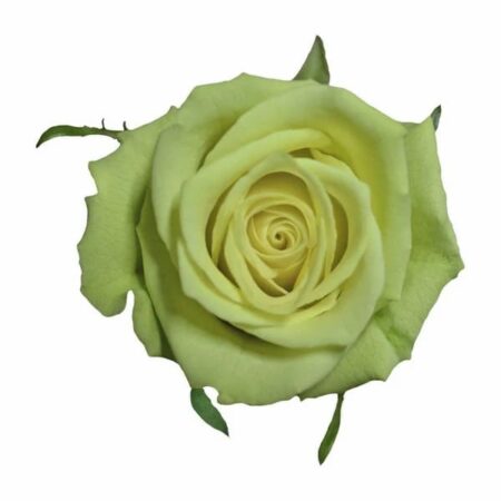 Jade Green Rose