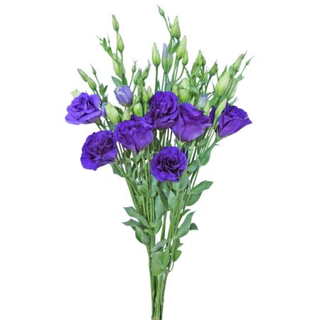 Blue Lisianthus