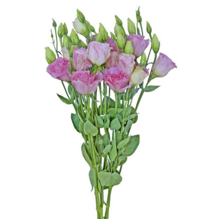 Pink Lisianthus