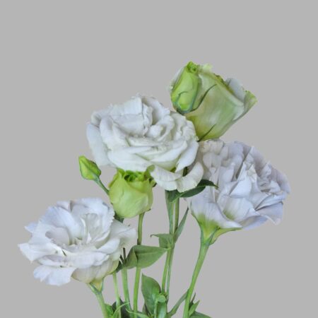White Lisianthus