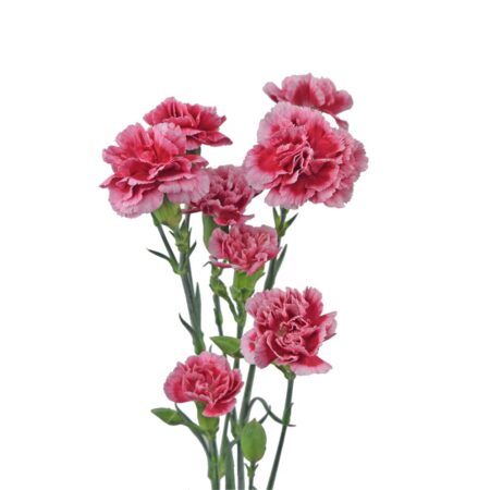 Mini Carnations