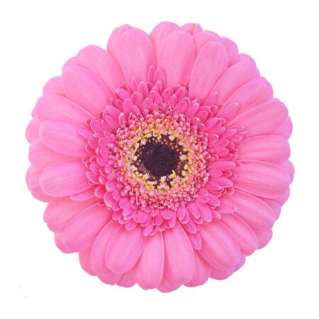Pink Mini Gerbera Flower Black Center