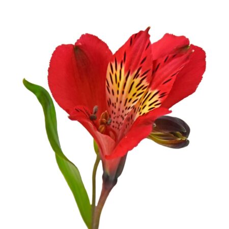 Red Alstroemeria